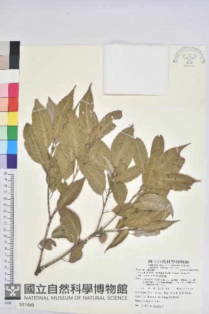 狹葉櫟藏品圖，第1張