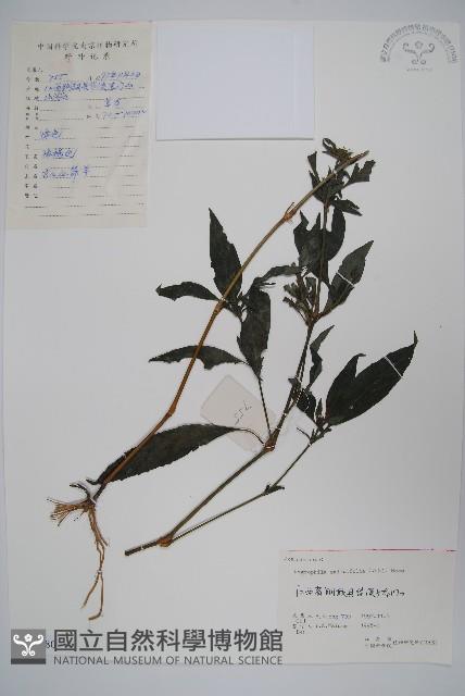 柳葉水蓑衣藏品圖，第1張