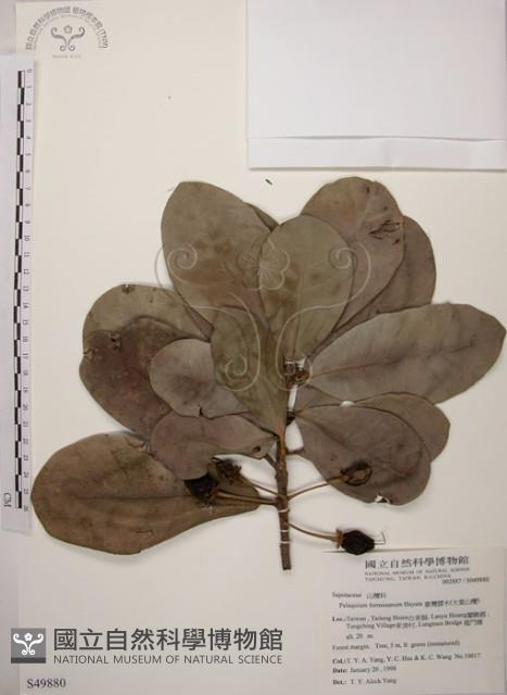 大葉山欖、臺灣膠木藏品圖，第1張