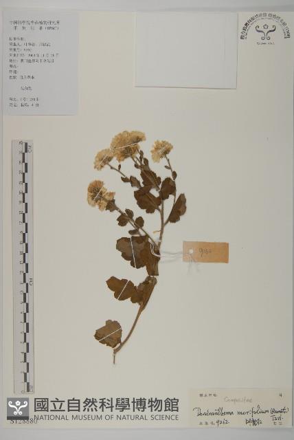 菊花藏品圖，第1張