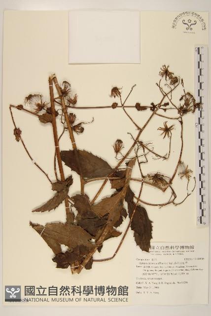 黃花三七草藏品圖，第1張