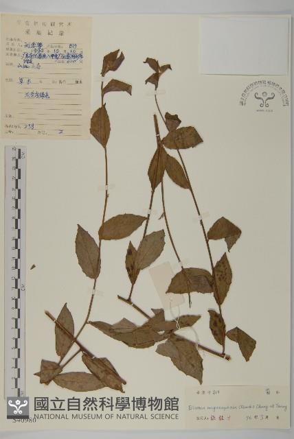 大頭艾納香藏品圖，第1張