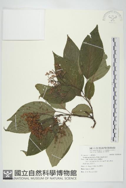 梜木藏品圖，第1張