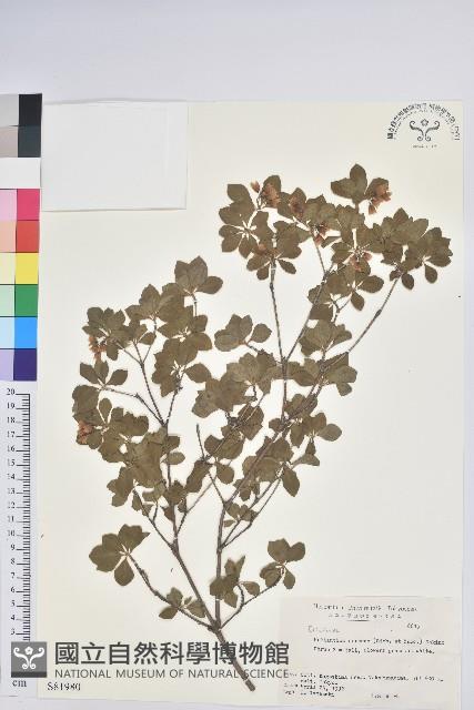 登錄號:S081980藏品圖，第1張