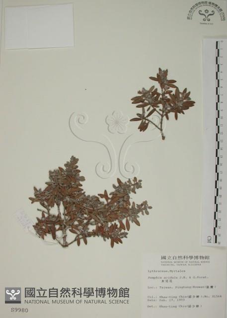 Reef Pemphis Collection Image