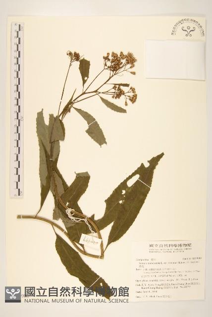 黃菀藏品圖，第1張