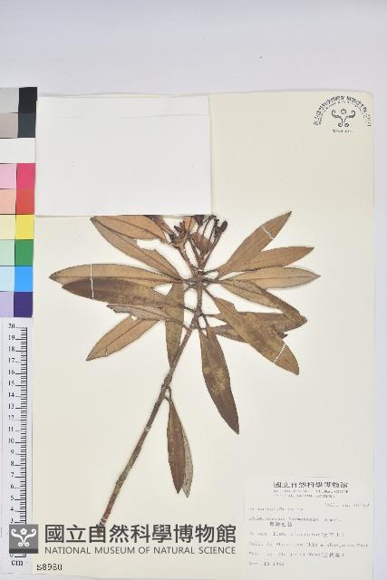 臺灣杜鵑藏品圖，第1張