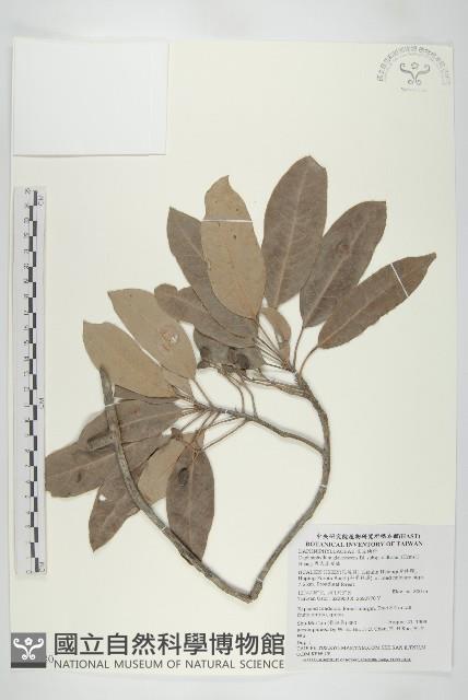 耿氏虎皮楠藏品圖，第1張