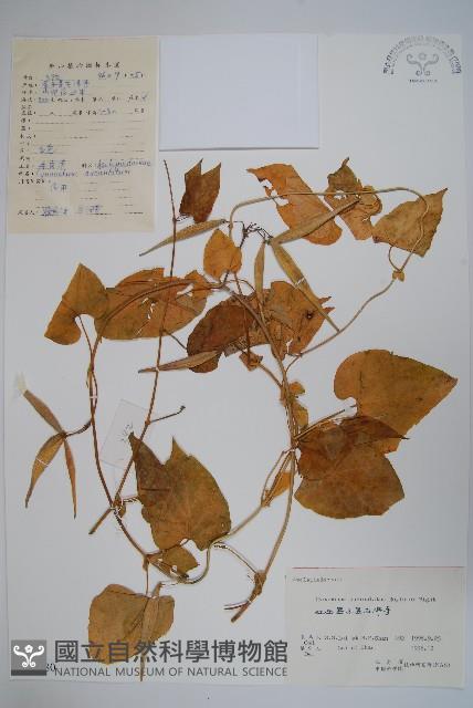 牛皮消藏品圖，第1張