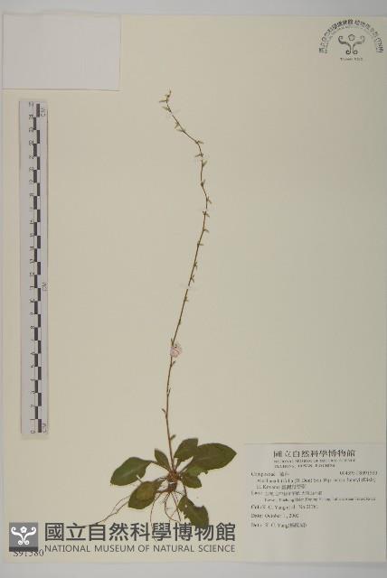 臺灣鬼督郵藏品圖，第1張