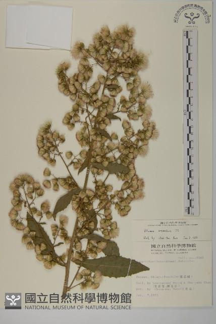 薄葉艾納香藏品圖，第1張