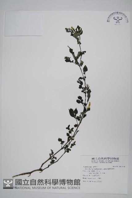 曲莖馬藍藏品圖，第1張