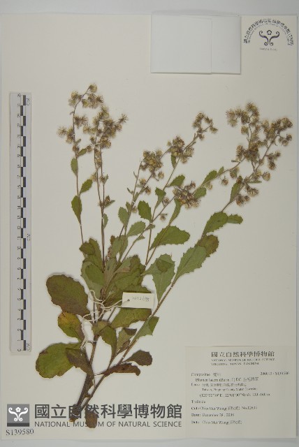 生毛將軍藏品圖，第1張