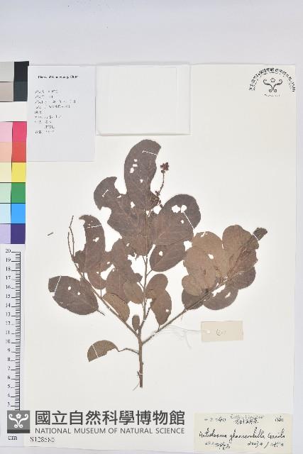 方葉五月茶藏品圖，第1張