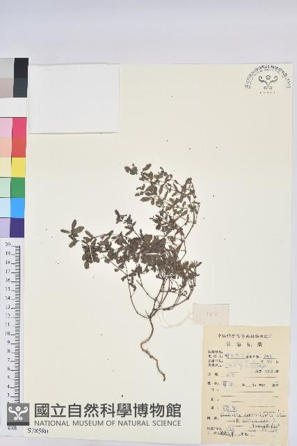 通奶草藏品圖，第1張