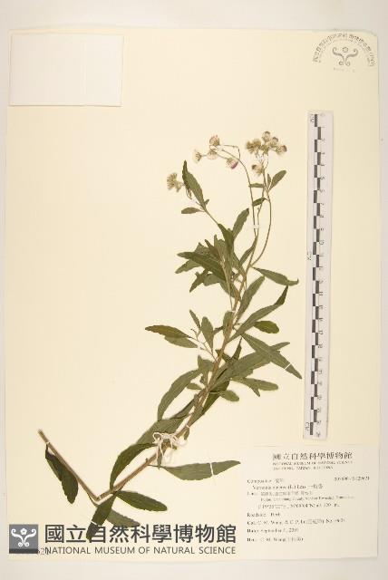 一枝香藏品圖，第1張