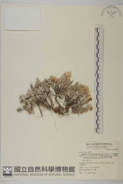 尼泊爾籟簫藏品圖，第1張