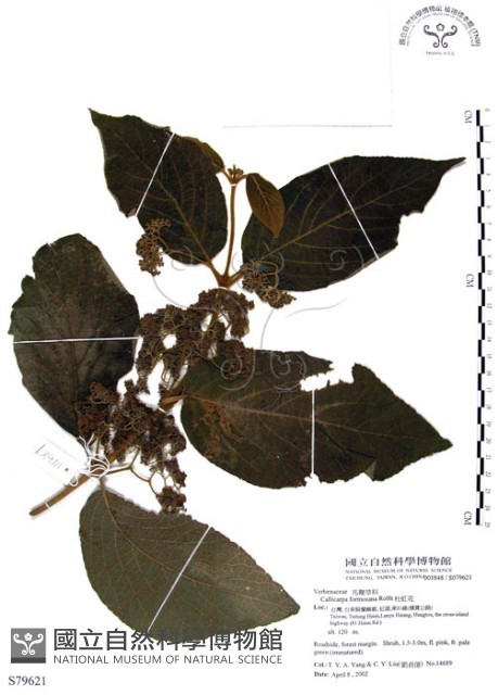 杜虹花，台灣紫珠藏品圖，第1張