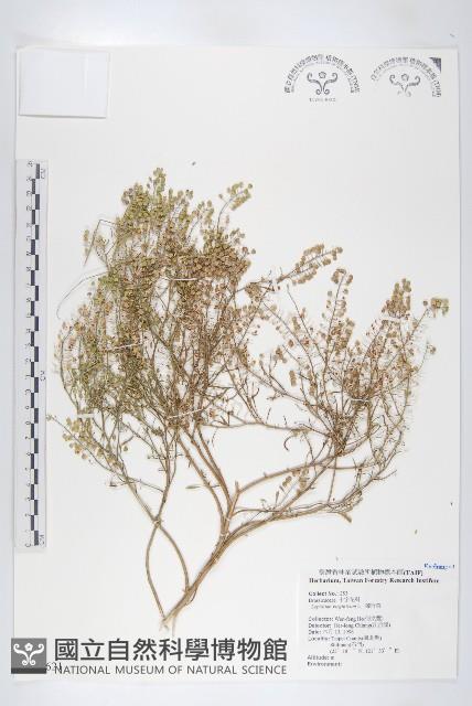 獨行菜藏品圖，第1張