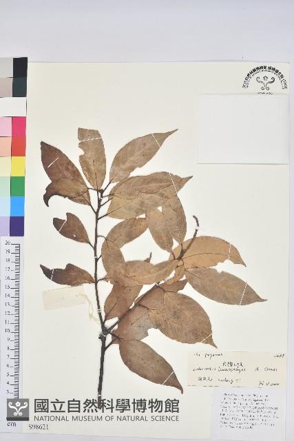 白穗石櫟藏品圖，第1張