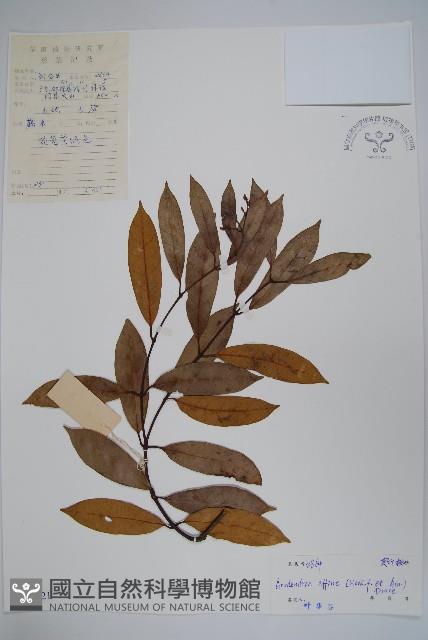 小錦蘭藏品圖，第1張