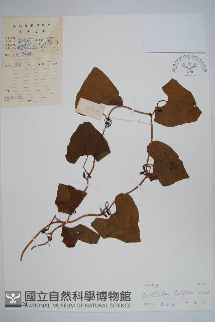 管花馬兜鈴藏品圖，第1張