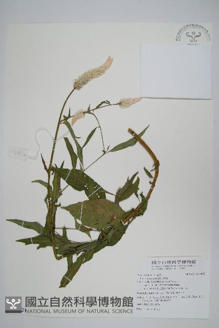 青葙藏品圖，第1張