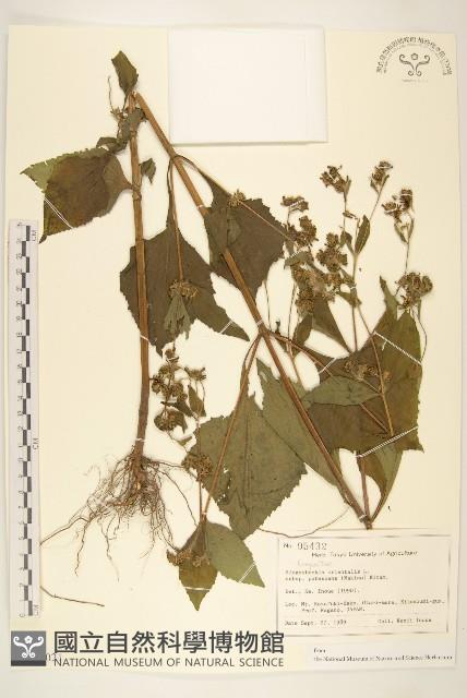 登錄號:S128021藏品圖，第1張