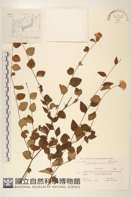 登錄號:S108021藏品圖，第1張