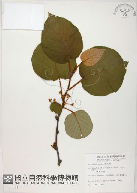 臺灣羊桃藏品圖，第1張