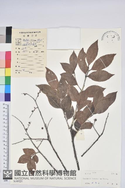 米飯花藏品圖，第1張