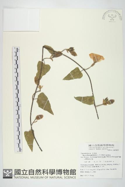 盒果藤藏品圖，第1張