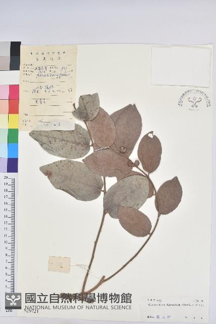 赤血仔、厚葉算盤子藏品圖，第1張