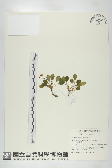 裂緣花藏品圖，第1張