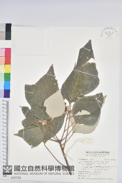 白匏子藏品圖，第1張