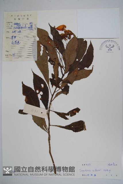 白花鳳仙花藏品圖，第1張