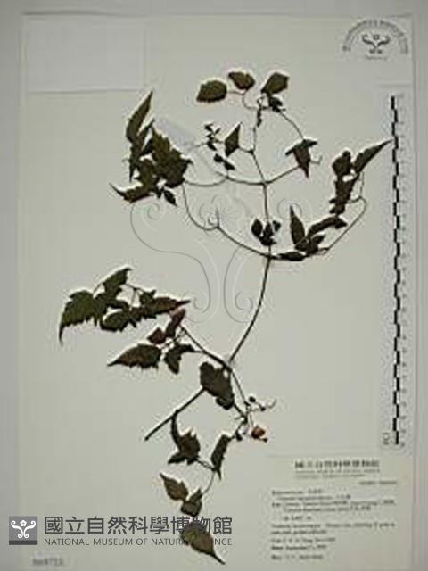 小木通藏品圖，第1張