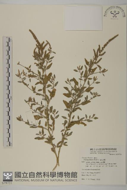 藜、灰藜藏品圖，第1張