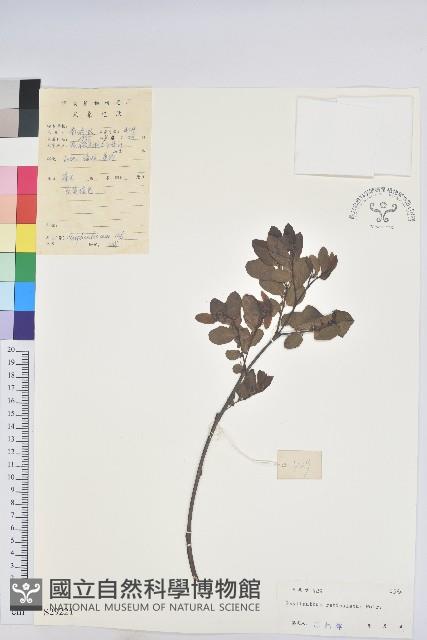 龍眼睛藏品圖，第1張