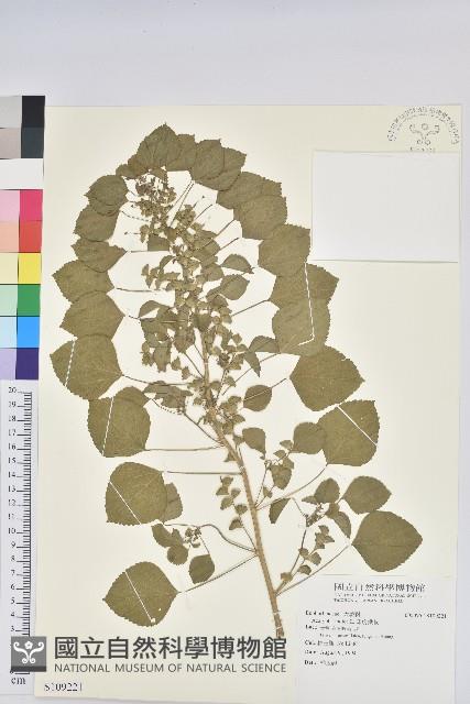 印度鐵莧藏品圖，第1張