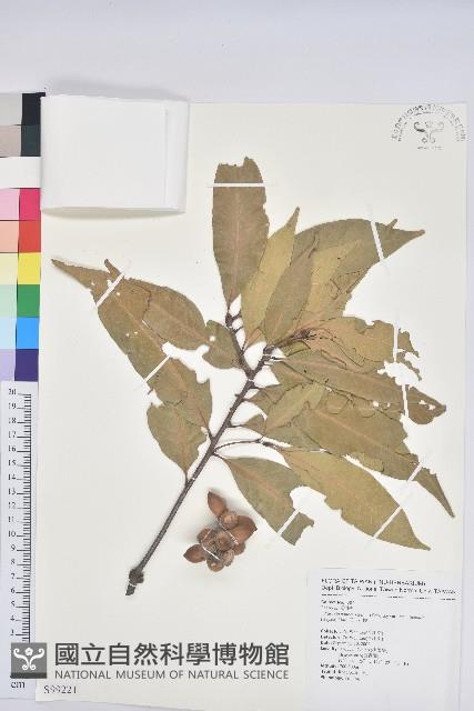 三斗石櫟藏品圖，第1張