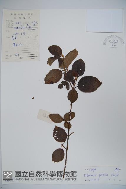 南方莢迷藏品圖，第1張