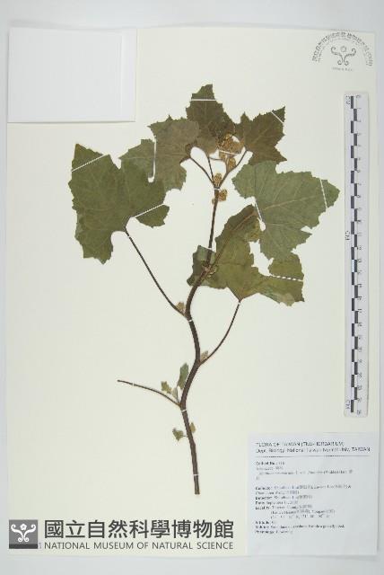 蒼耳藏品圖，第1張