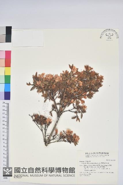 臺灣高山杜鵑藏品圖，第1張