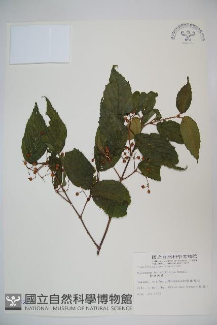 樺葉莢迷、玉山莢迷藏品圖，第1張