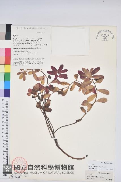 高山大戟藏品圖，第1張