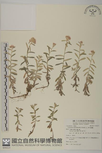 玉山抱莖籟簫藏品圖，第1張