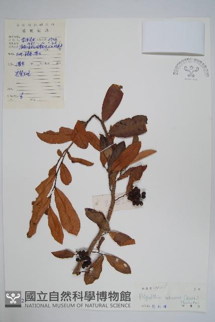 暗羅、雞爪樹藏品圖，第1張