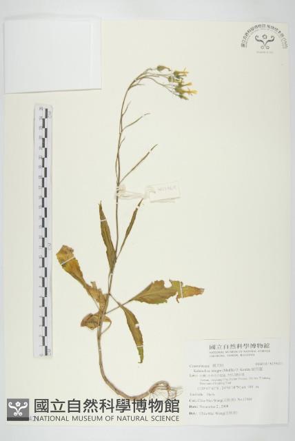 倒吊蓮藏品圖，第1張