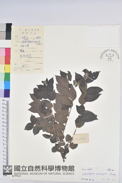 毛果算盤子藏品圖，第1張